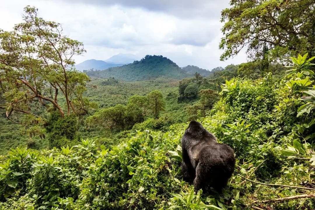 Scenic views of Rwanda's rolling hills and mountains