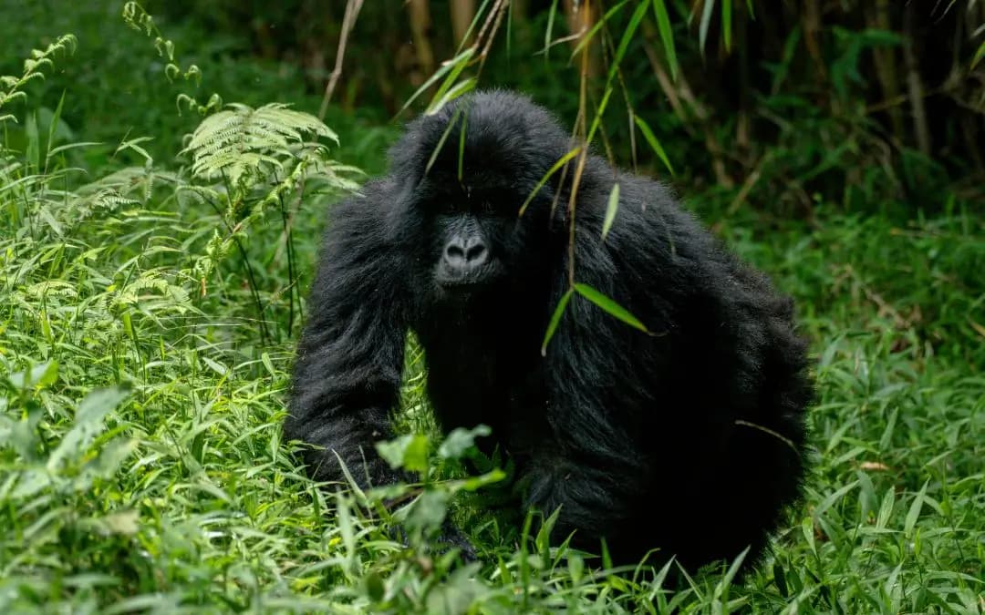 Mountain gorillas in Bwindi Impenetrable Forest