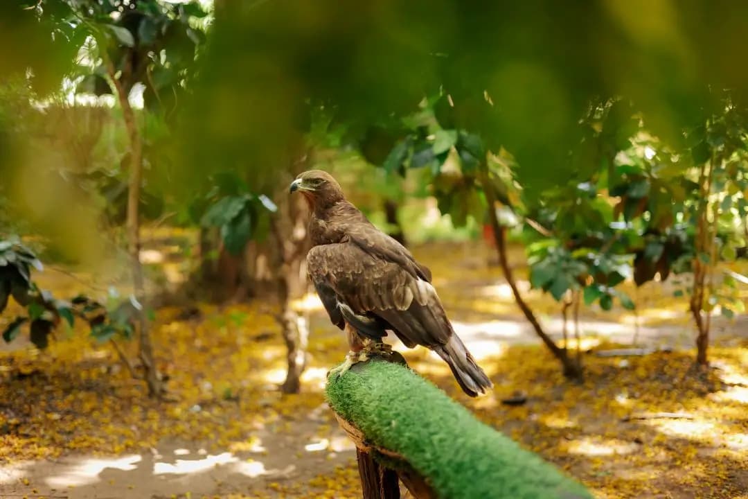 Falconry display and Snake Park experience