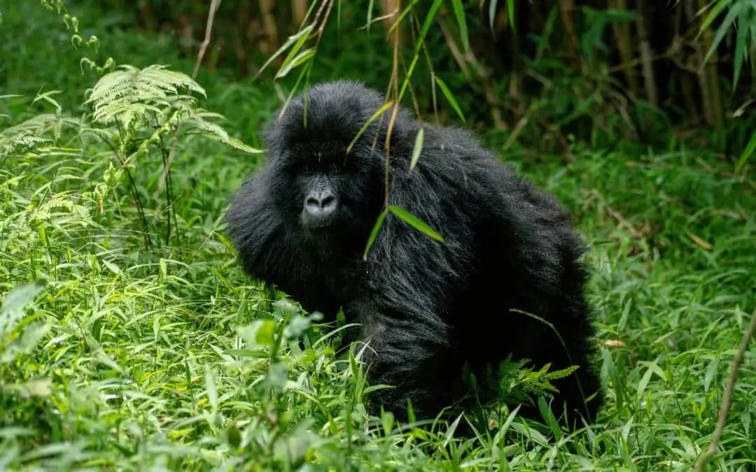 Close encounter with a mountain gorilla