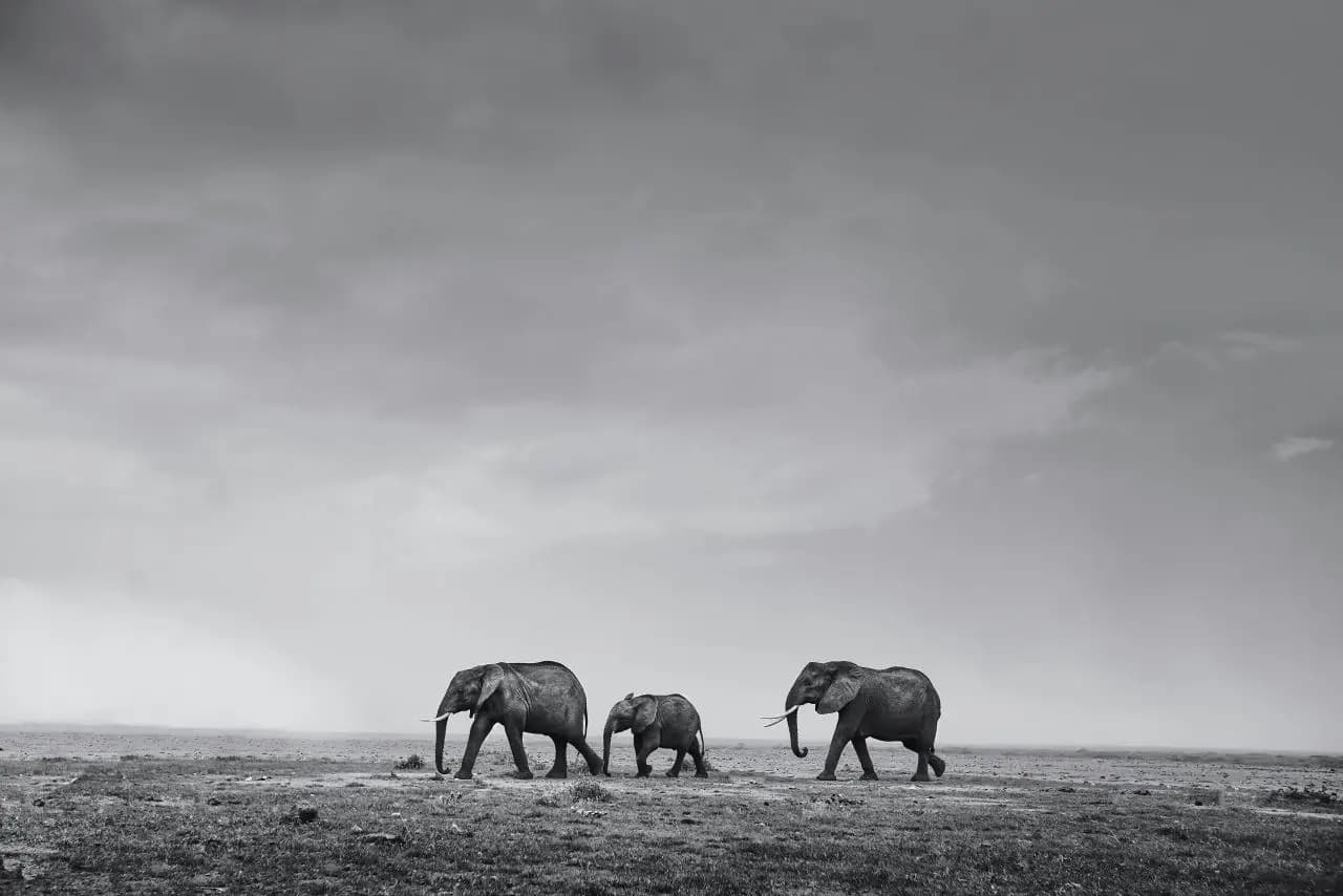 Scenic Road Safari