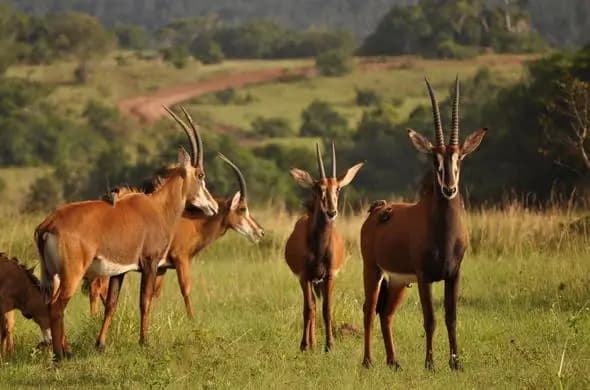 Shimba Hills National Reserve