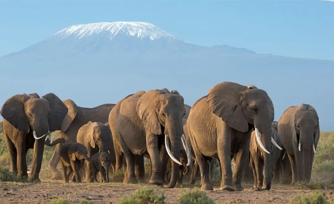 Tsavo East, Tsavo West, Amboseli & Saltlick Road Safari