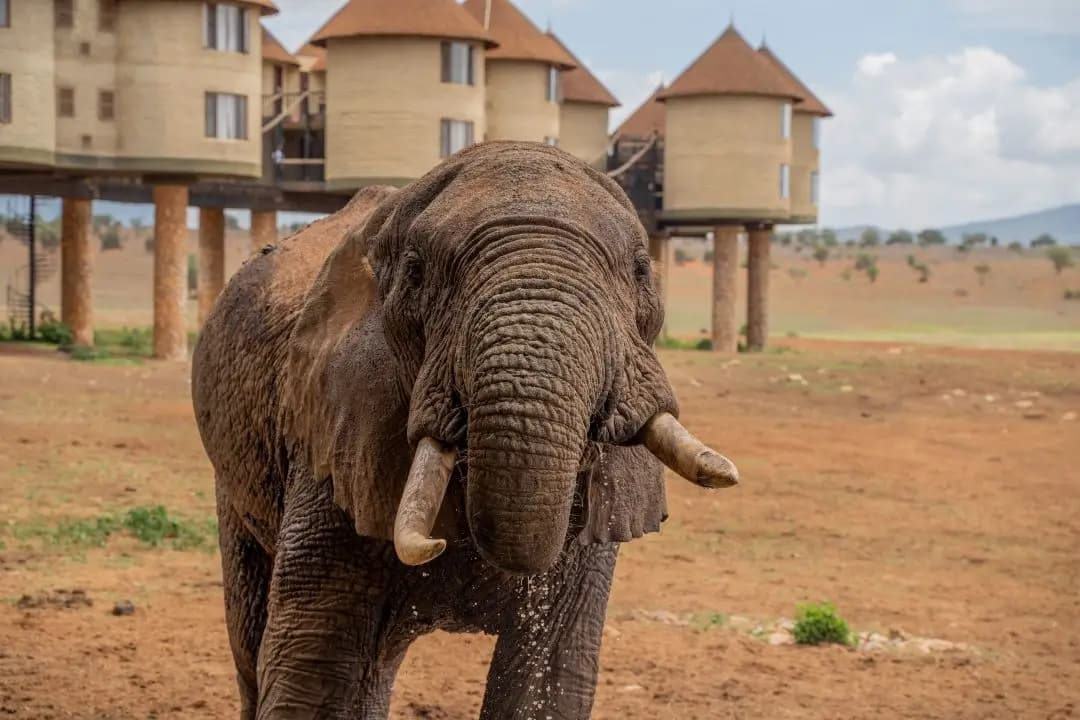 Tsavo East, Tsavo West & Saltlick Road Safari