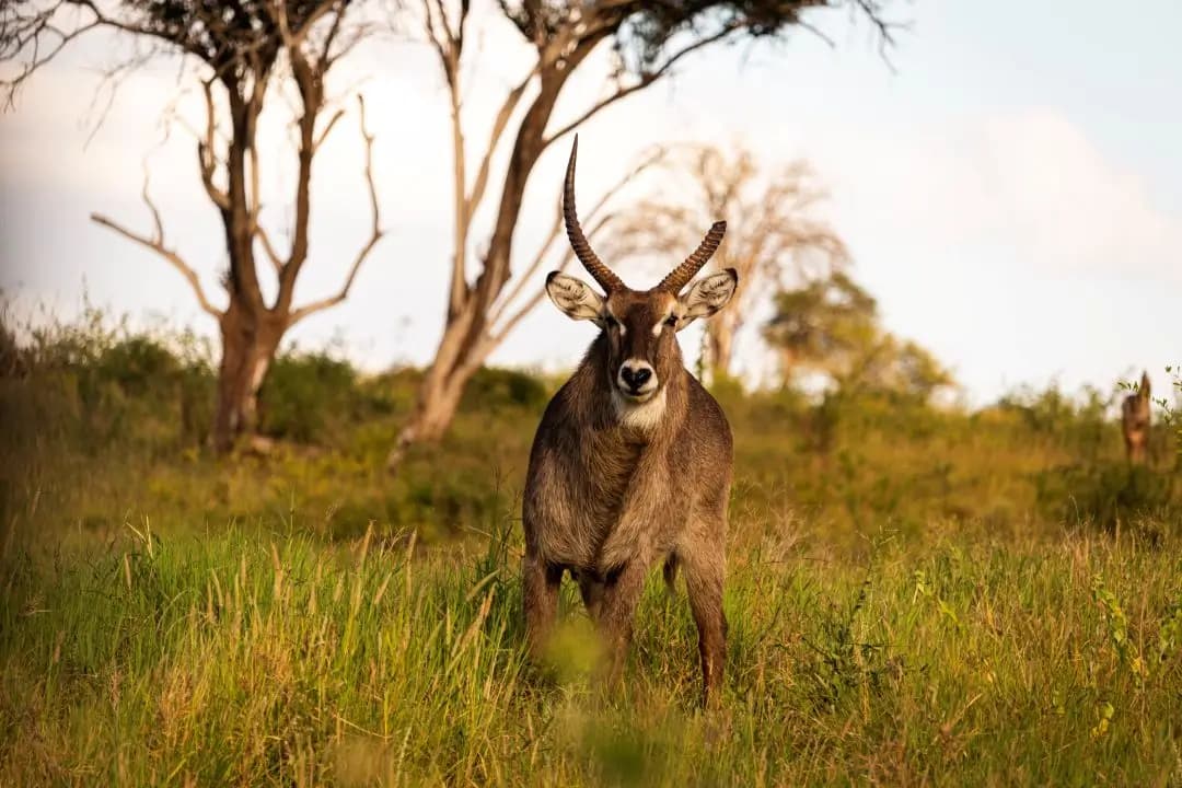 Shimba Hills Road Safari