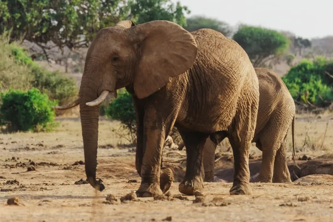 Tsavo East Road Safari - Red Elephants & Vast Landscapes