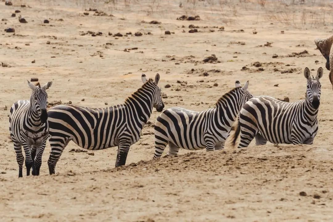 Tsavo West & Amboseli Road Safari