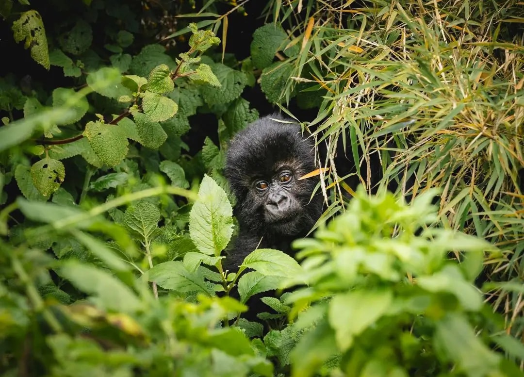 Gorilla Trekking experience